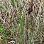 Juncus acutus Habitus