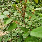 Shepherdia canadensis Kora