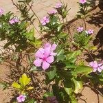 Catharanthus roseusBlüte