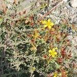 Hypericum triquetrifolium Flower