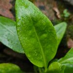 Samolus valerandi Leaf