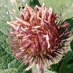 Arctium nemorosum Цвят