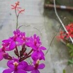 Epidendrum ibaguense പുഷ്പം