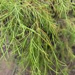 Plocama pendula Leaf