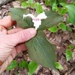 Trillium undulatum برگ