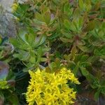 Sedum praealtum List