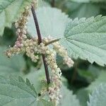 Urtica dioica Flor