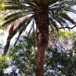 Phoenix canariensis Habitus