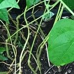 Phaseolus vulgaris Rinde