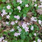 Claytonia sibirica Blüte