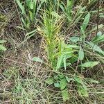 Asclepias verticillata Blad