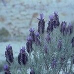 Lavandula stoechas Blüte