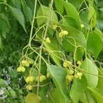 Euonymus maackii Leaf