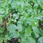 Nasturtium officinale Leaf