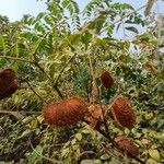 Caesalpinia bonduc Frutto