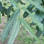 Macadamia integrifolia পাতা