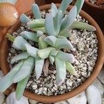 Cheiridopsis denticulata Hoja