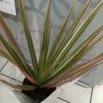 Dracaena reflexa Ліст