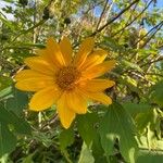 Tithonia diversifolia 花