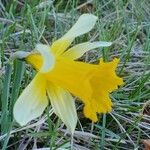 Narcissus bicolorFlower