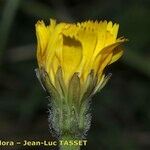 Leontodon hirtus Flower