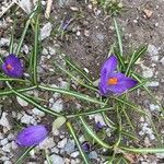 Crocus neapolitanus Fuelha