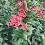 Ixora coccineaКвітка