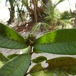 Ixora comptonii Leaf