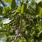 Populus deltoides Fruit