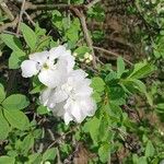 Exochorda racemosa Flor