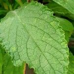 Digitalis thapsi Leaf