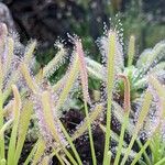 Drosera capensis Blad