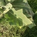 Verbascum pulverulentum葉