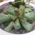 Adromischus cooperi Blad