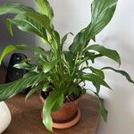 Spathiphyllum floribundum Folha