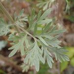 Artemisia absinthium पत्ता