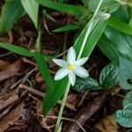 Chlorophytum nimmoniiFlor