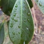 Psidium cattleianum List