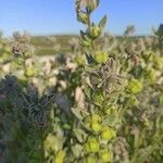 Nonea vesicaria Flor