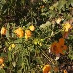 Senna petersiana फूल