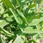 Penstemon pallidus Leaf