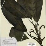 Dieffenbachia elegans Yaprak