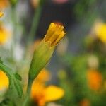 Tagetes tenuifolia 花