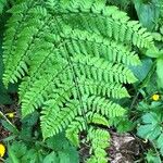 Athyrium filix-feminaЛист