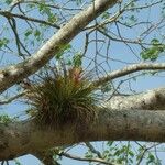 Tillandsia fasciculata Blad