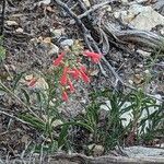 Penstemon rostriflorusΛουλούδι