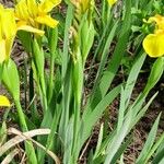 Iris pumila Leaf