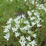 Ornithogalum divergensKvět