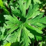 Geranium carolinianum Foglia