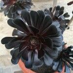 Aeonium arboreum 葉